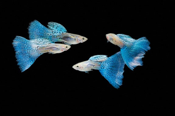 Are guppies more carnivorous than tigers and sharks?