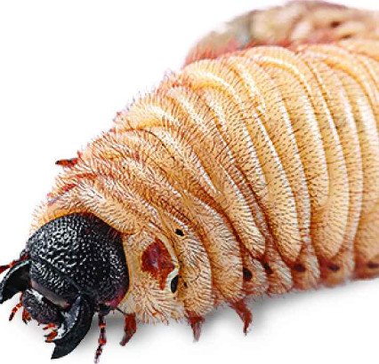 Are insects obese?