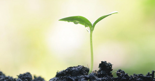 Are plants conscious?