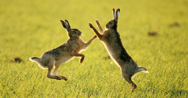 Are rabbits really crazy in March?