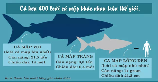 Are sharks the most dangerous creature on earth?