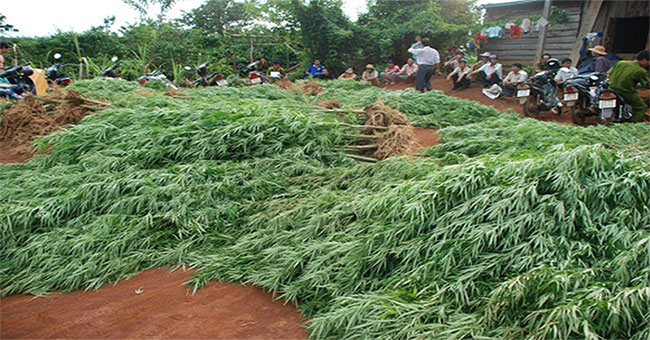 Are you 'drugged' if you're near a burning marijuana field?
