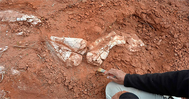 Argentina discovered dinosaur fossils living more than 200 million years ago today