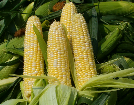 Argentina successfully invented plastic from corn and cassava