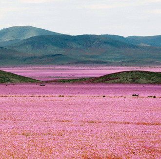 Arid desert 'risen' covered with roses