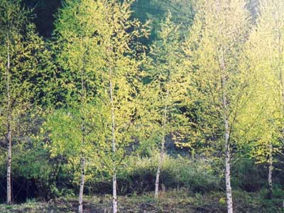 Aries (Betula platyphylla) - Beautiful tree