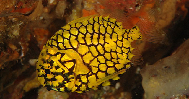 'Armed' fishes are unique warriors in the South China Sea
