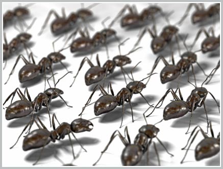 Art of dealing with traffic congestion of ants