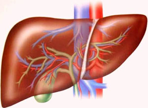 Artificial biological liver