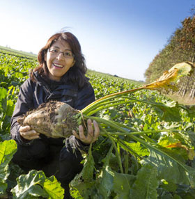 Artificial blood from sugar beet