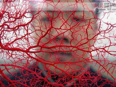 Artificial blood vessels from salmon skin