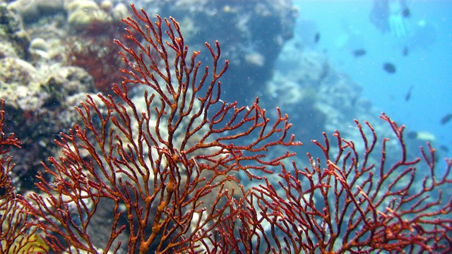 Artificial corals can clean seawater in China