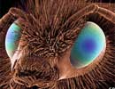 Artificial eyes simulate insect eyes