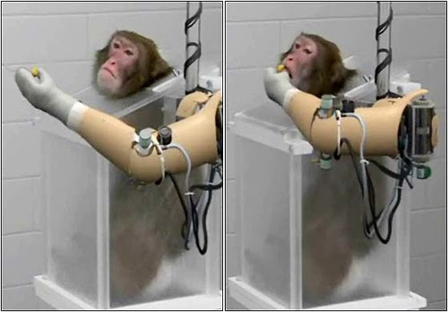 Artificial hands controlled by thought