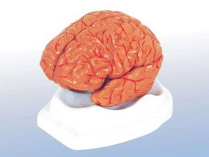 Artificial human brain will be born in the next 10 years