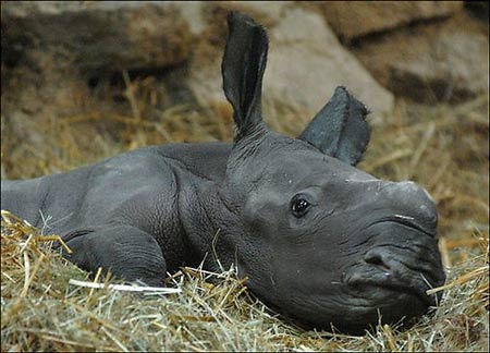 Artificial insemination for rhinos