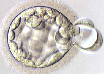 Artificial insemination succeeds by hatching technique