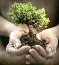 Artificial land brings green to urban areas