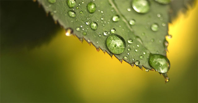 Artificial leaves can photosynthesis 'just like', both eliminating CO2 and creating both oxygen and fuel