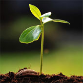 Artificial leaves produce energy from polluted water