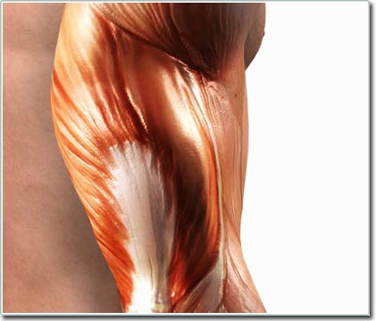 Artificial muscle heals itself