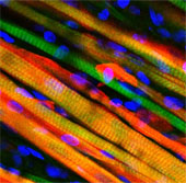 Artificial muscle replaces itself