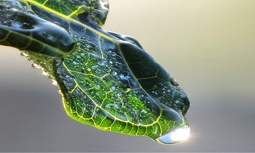 Artificial photosynthesis transforms water into hydrogen and oxygen