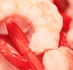 Artificial shrimp made from seaweed have nutritional value like real shrimp