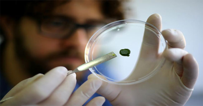 Artificial skin from microalgae, provides oxygen to help wounds heal