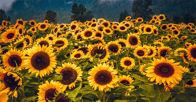 Artificial sunflowers can bend towards the light
