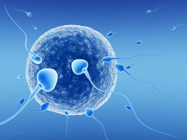 Artificial wombs help discover embryonic development secrets