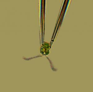 Artistic swimming dance of algae