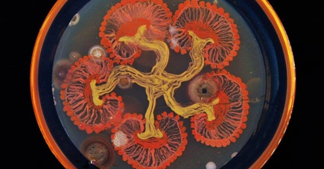 Artworks painted with bacteria
