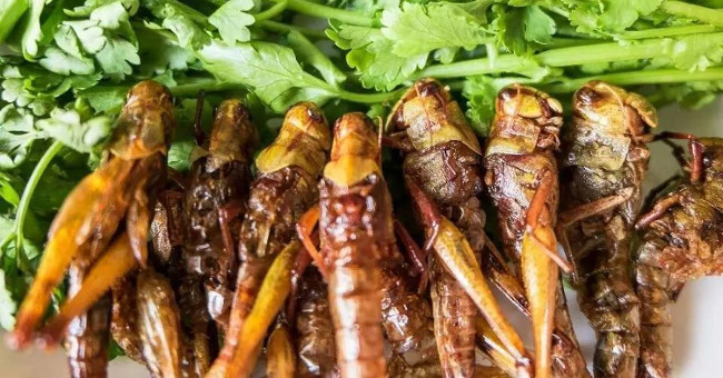 As long as people turn to eating this, the Earth can be saved