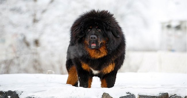 As one of the most loyal dogs, why is the Tibetan clam still biting its owner?