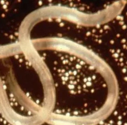 Ascaris help solve infertility in women?