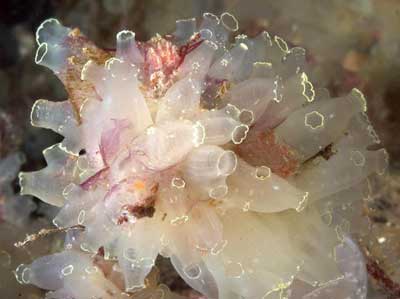 Ascidiacea - Ascidiacea