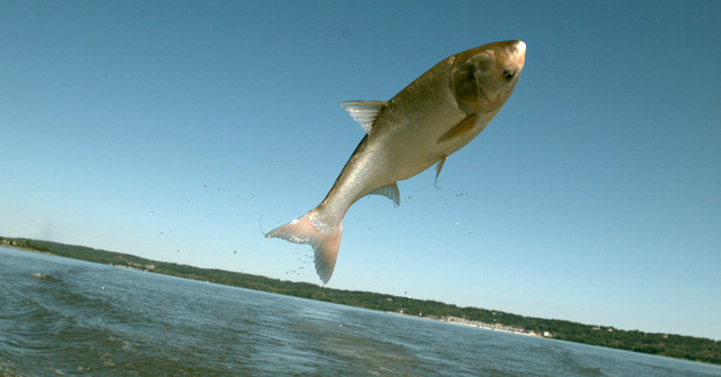Asian carp 'invaded' waters in Canada and the United States