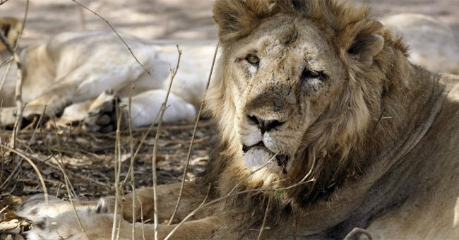 Asian lions are about to become extinct because of a pandemic from wild dogs