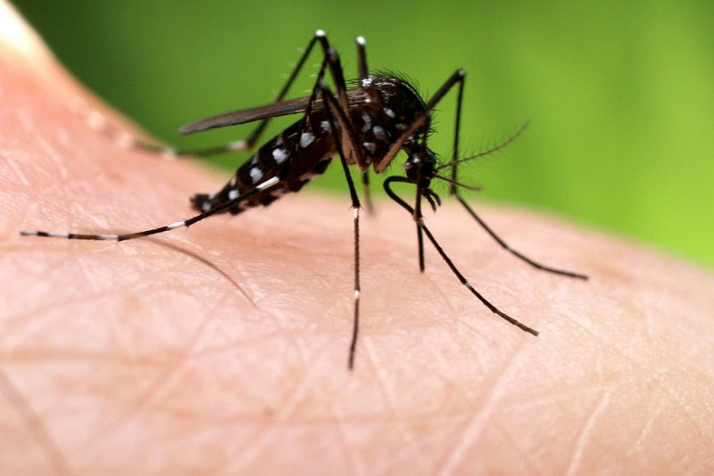 Asian mosquitoes expand throughout Europe
