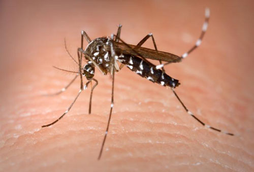 Asian tiger mosquitoes cause dengue fever