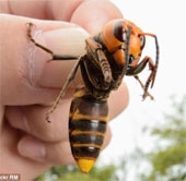 Asian wasps became the fear of Europe