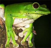 Asia's largest tree frog hides in the forest of Vietnam