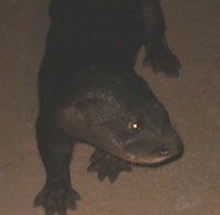 Asia's most rare otter is found in Vietnam