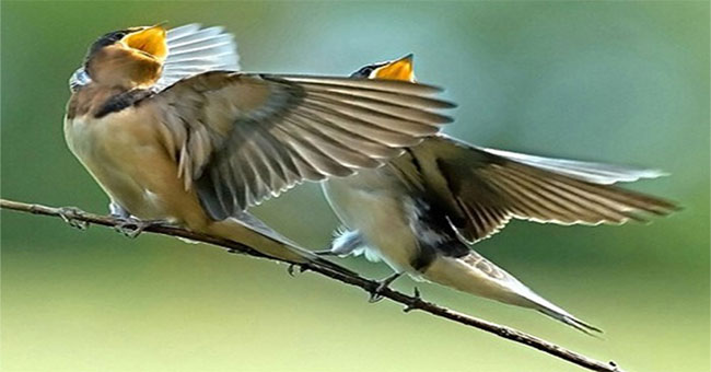 Ask easy, difficult to answer: Why do birds sing?