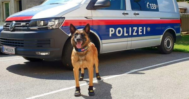 Asphalt flows, the dogs' boots are shoes because Europe is too hot