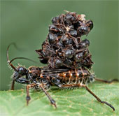 Assassin insects in nature