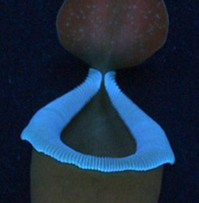 'Assassin tree' glows to lure bait