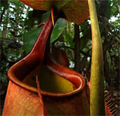 Assassins plant warmth on Borneo island