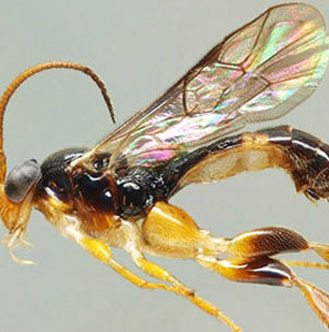 Assassins specialize in hunting maggots